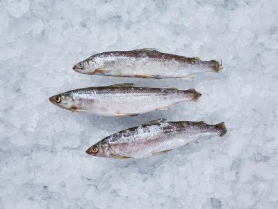 Ряпушка свежемороженая в/у