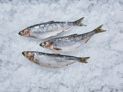 Сельдь свежемороженая