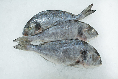 Дорада 400-600 с/м