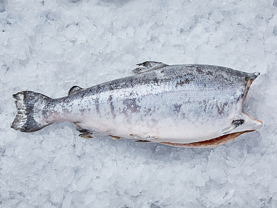 Форель радужная пбг с/м 1,8-2,7