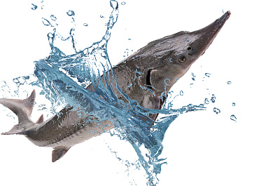 Стерлядь живая