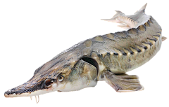 Живая рыба Живая рыба